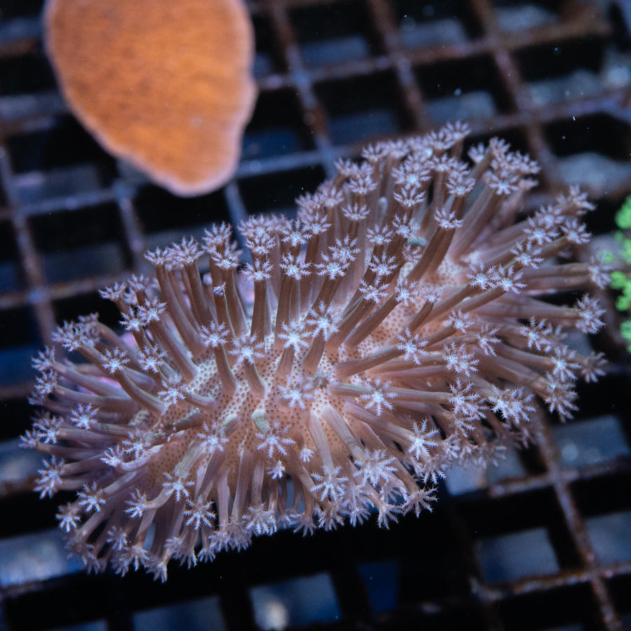 SBM Sarcophyton White Polyp