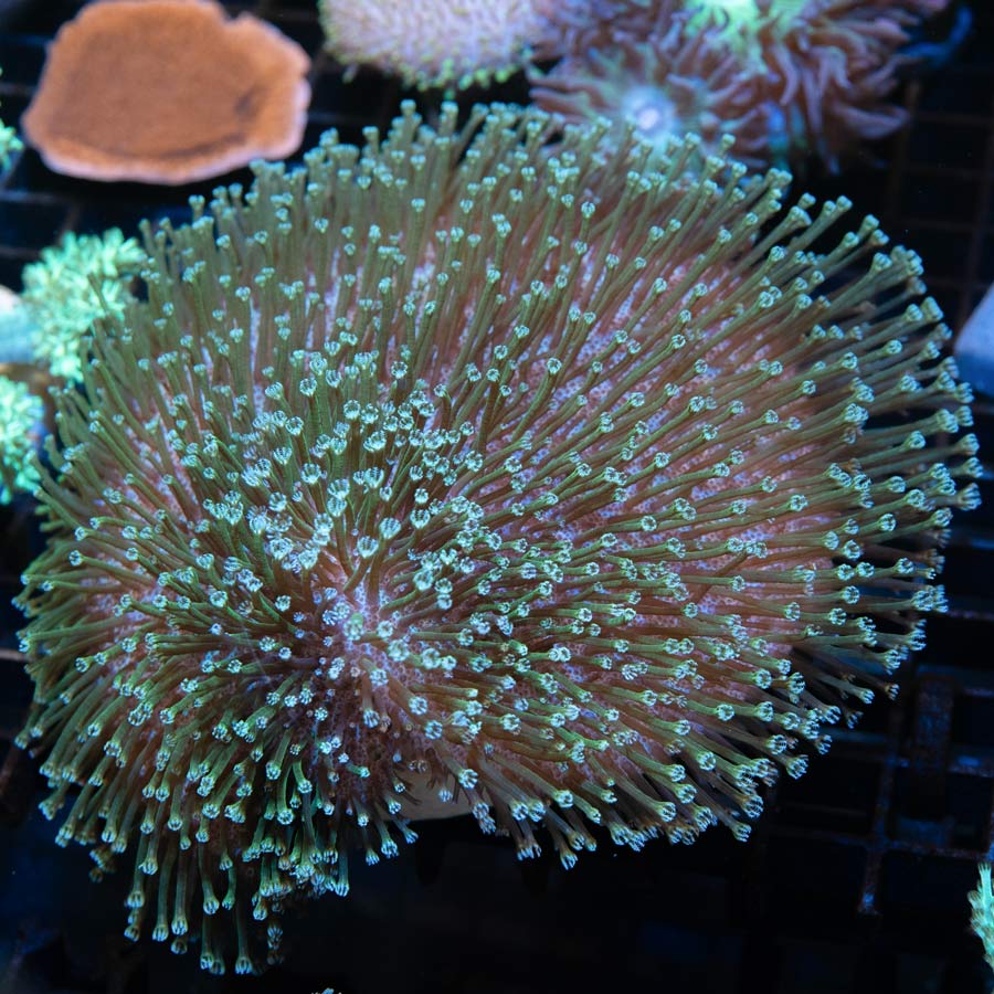 SBM Sarcophyton White  XL 10 cm