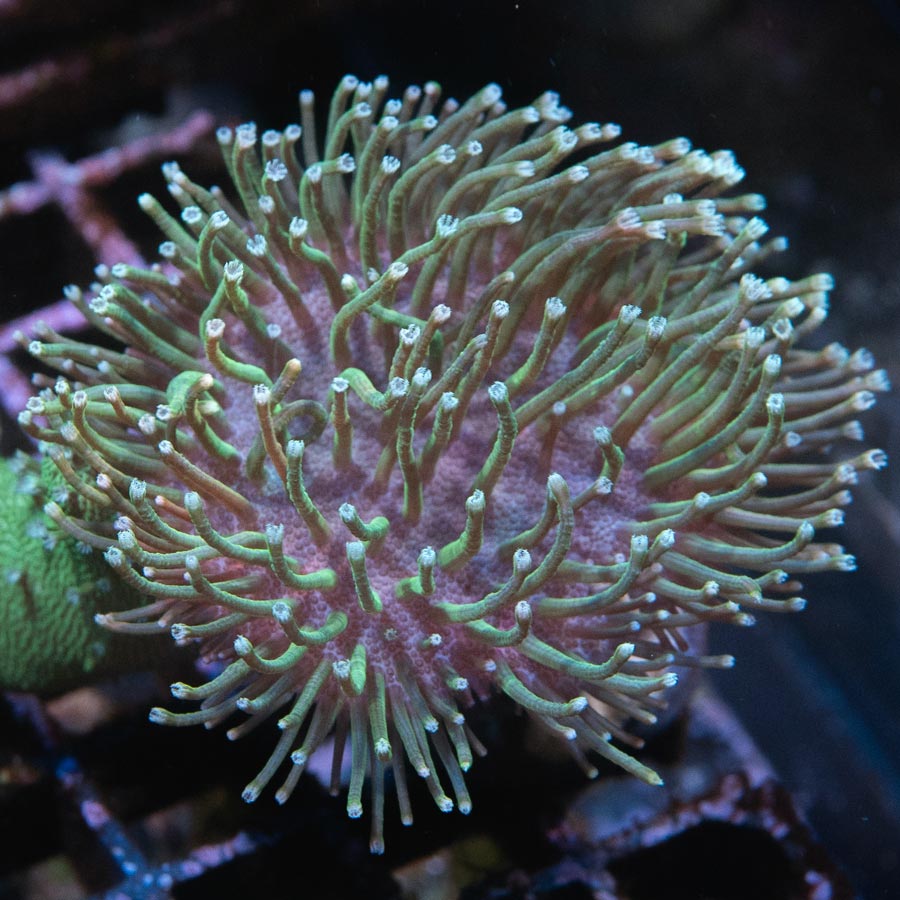 SBM Sarcophyton Madagascar