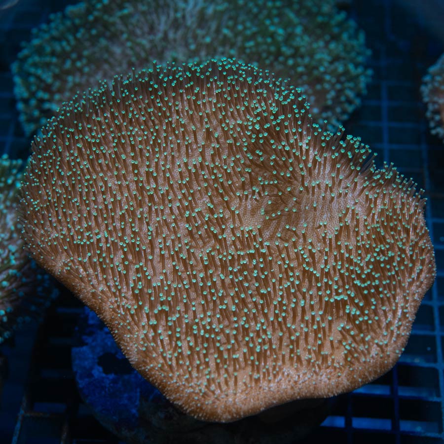 SBM Sarcophyton Golden Xl