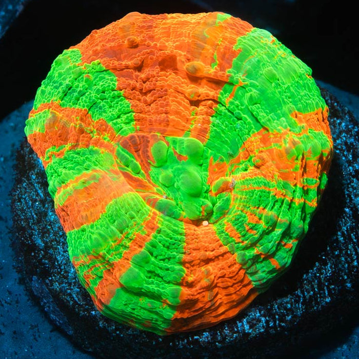 Scolymia Apple Superultra