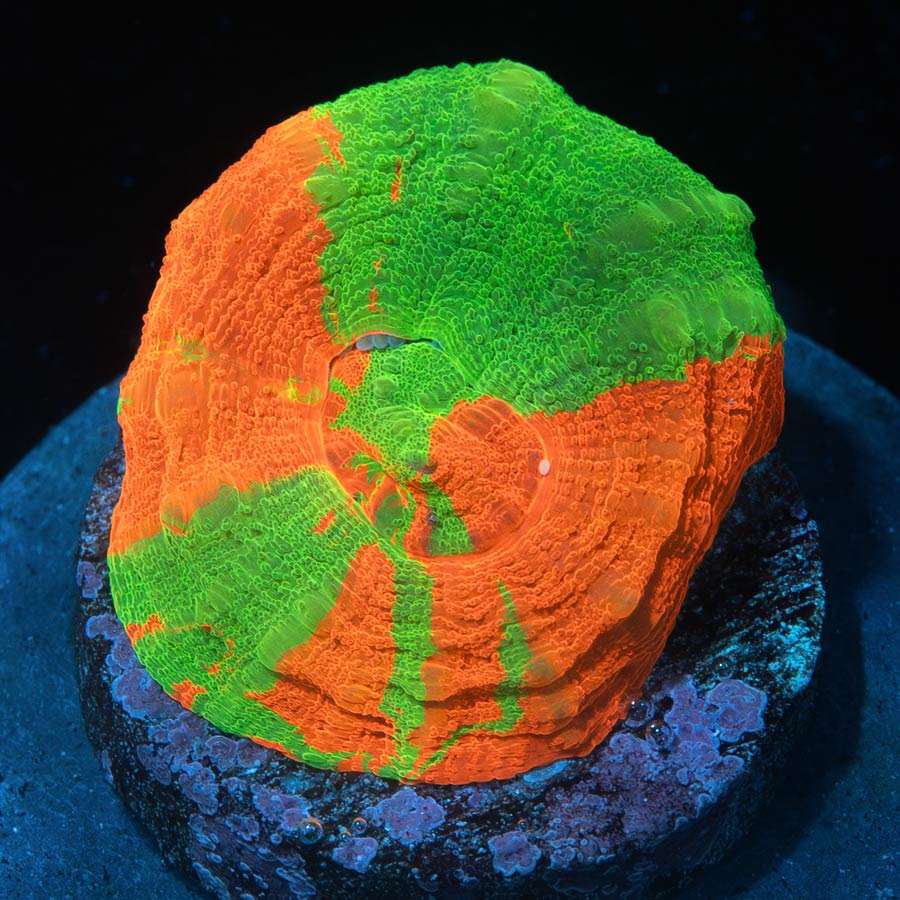 Scolymia Apple Superultra