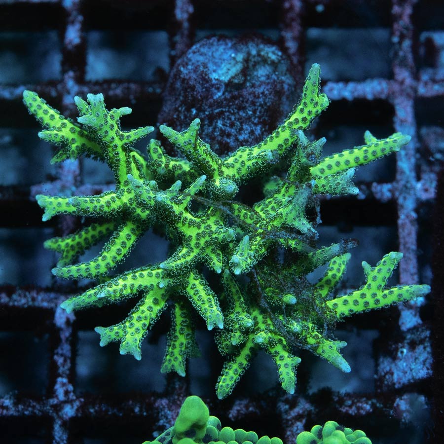 SBM Seriatopora Hystrix