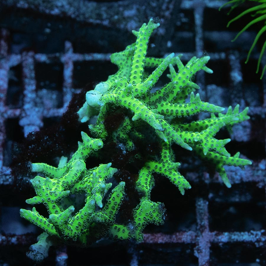 SBM Seriatopora Hystrix