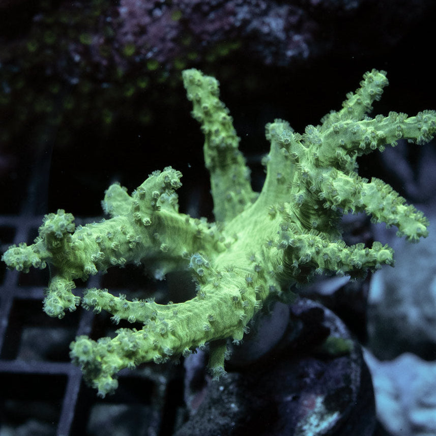 SBM Sinularia Flexibilis Yellow