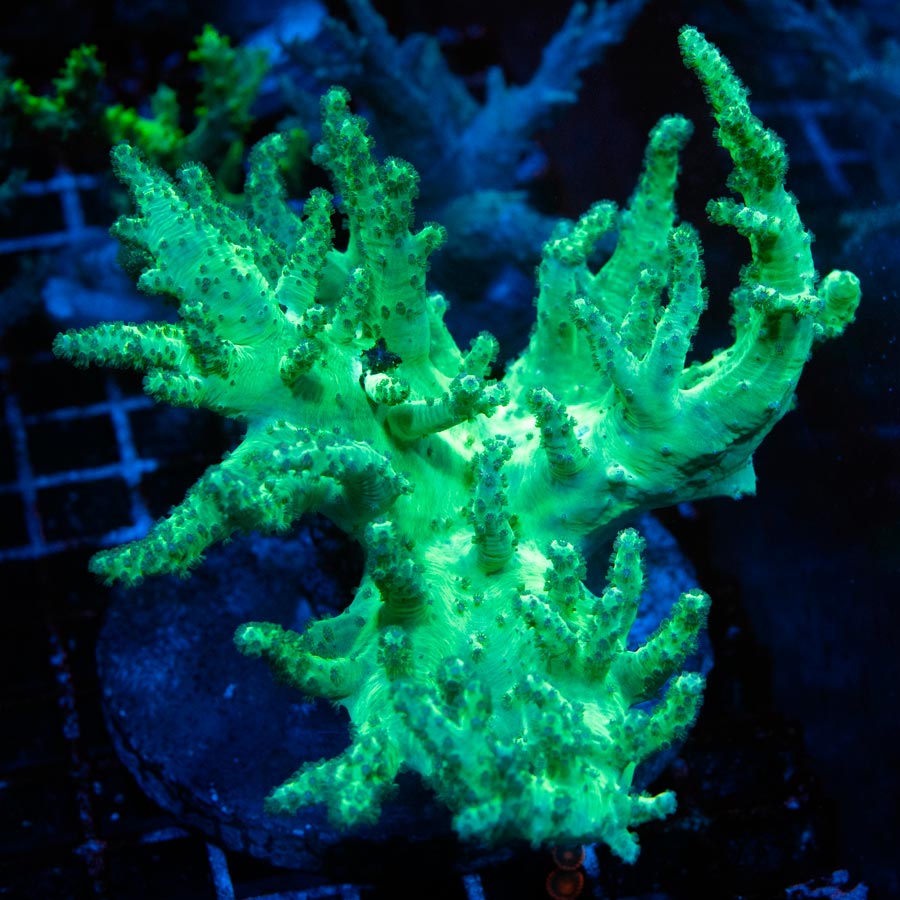 SBM Sinularia Flexibilis  Yellow XXL