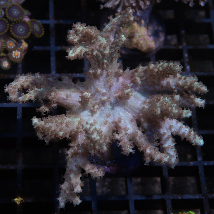 SBM Sinularia Flexibilis Pink