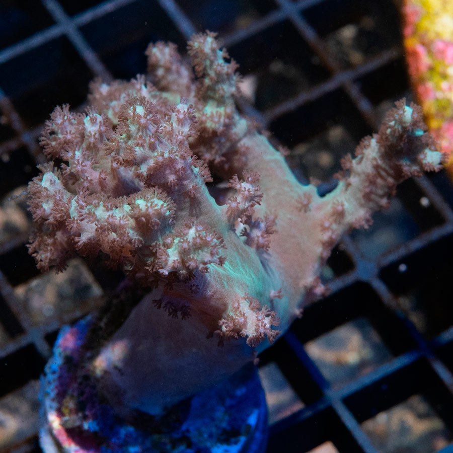 SBM Sinularia Flexibilis Pink