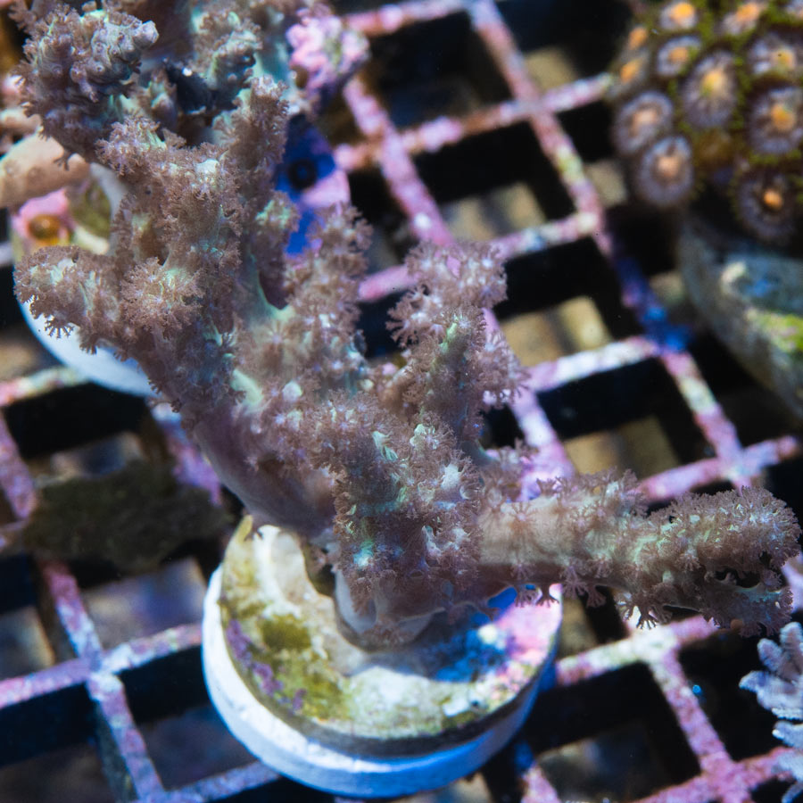 SBM Sinularia Flexibilis Pink