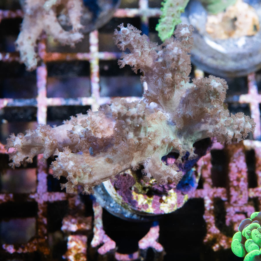 SBM Sinularia Flexibilis Pink