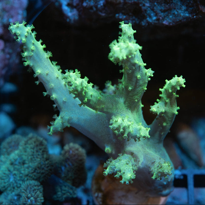 SBM Sinularia Flexibilis Yellow