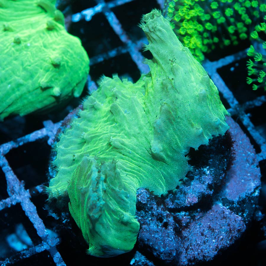 SBM Sinularia Plato  Fluor