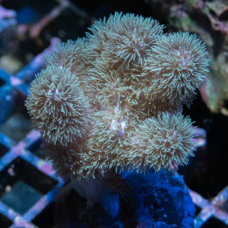SBM Sinularia Pink Hairy