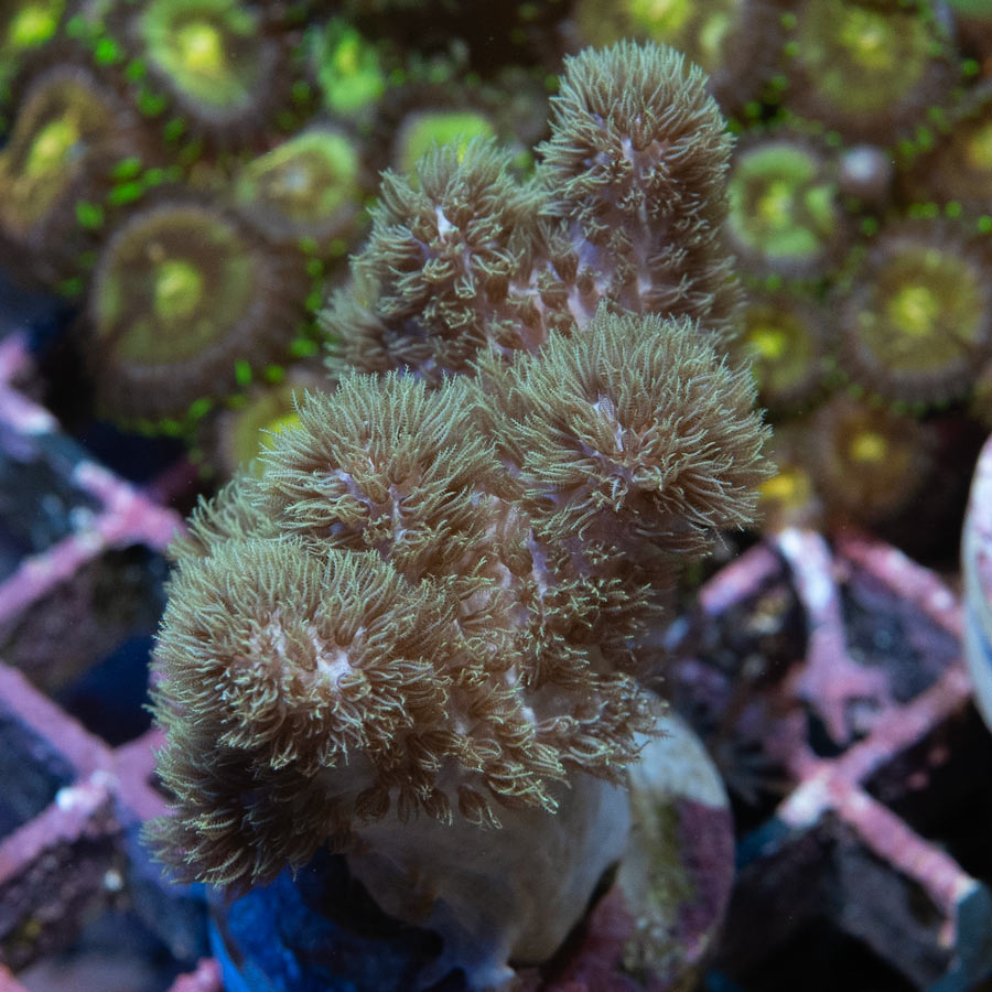 SBM Sinularia Pink  Hairy