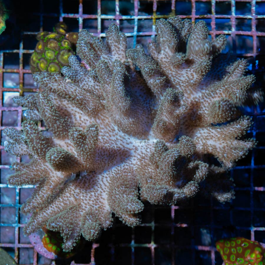 SBM Sinularia Pink Hairy XXL (ejemplar reproductor) 17 cm