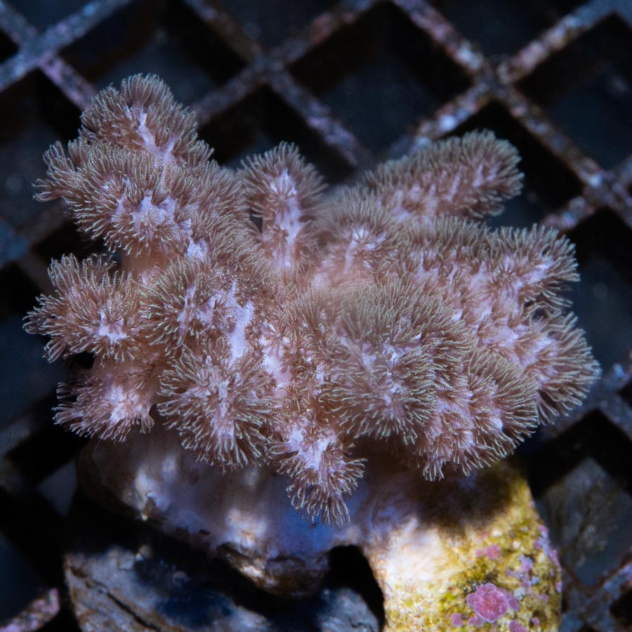 SBM Sinularia  Pink Hairy