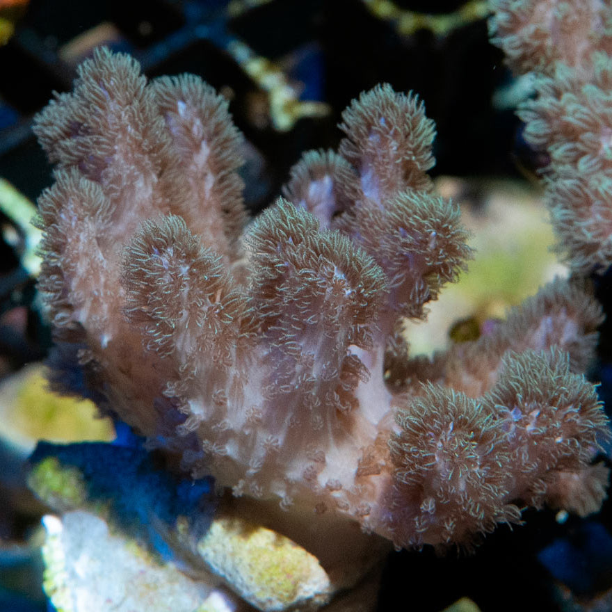 SBM Sinularia Pink Hairy