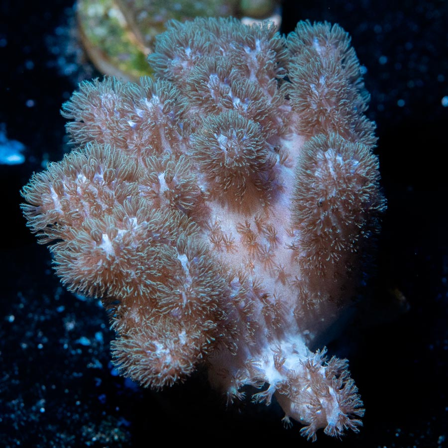 SBM Sinularia Pink Hairy