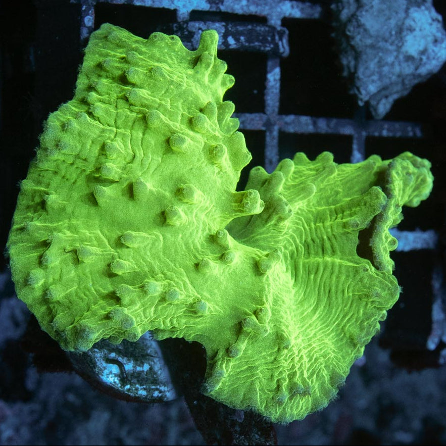 SBM Sinularia Plato  Superfluor