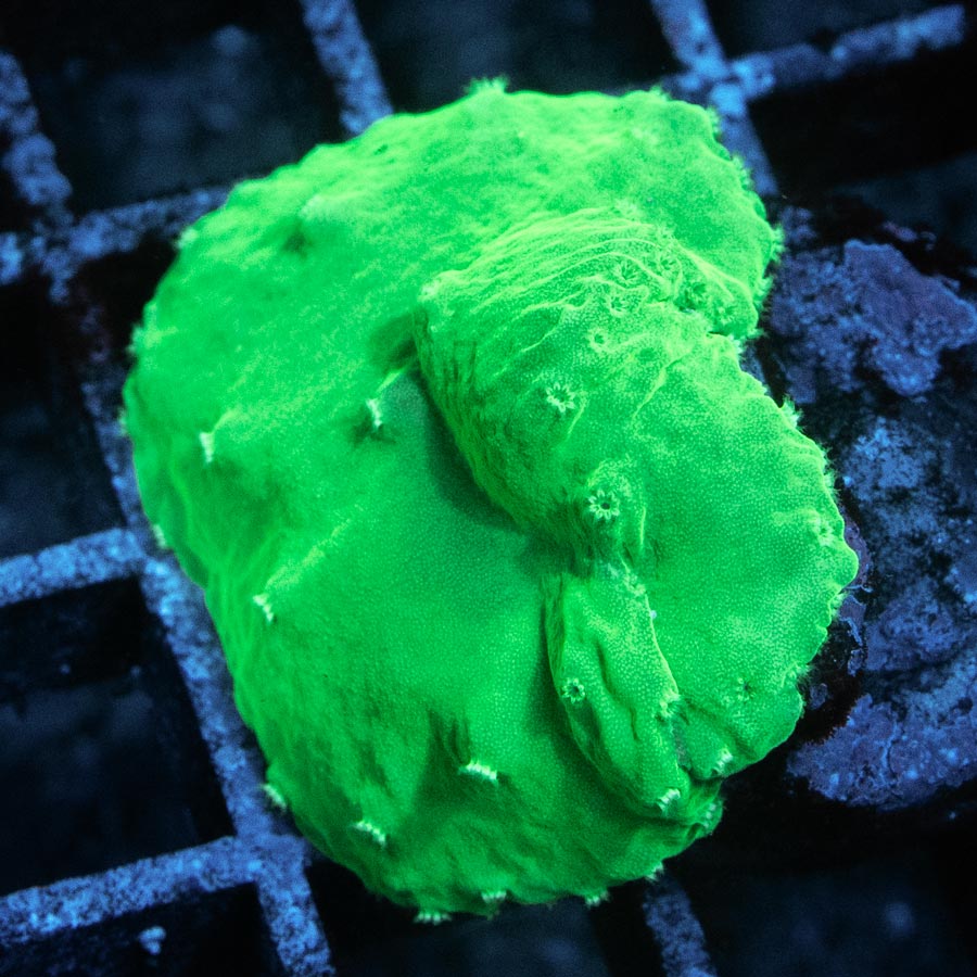 SBM Sinularia Plato Verde