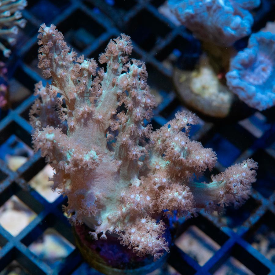 SBM Sinularia Flexibilis Pink
