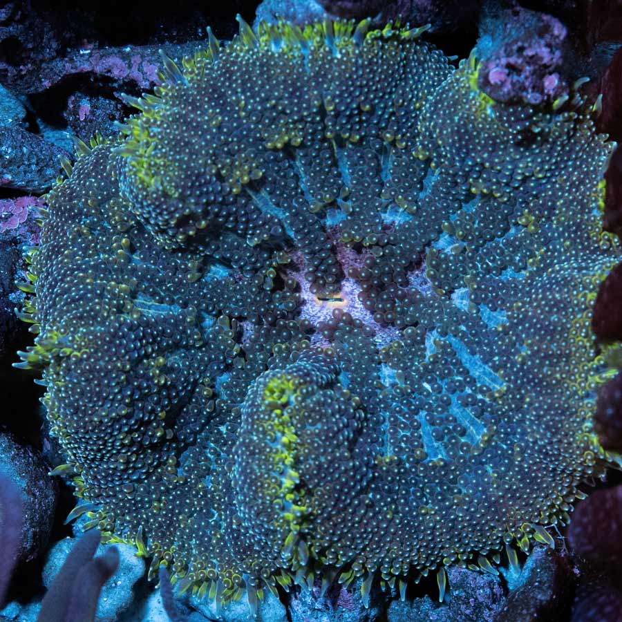 Stychodactila Tapetum Min Max 6 cm