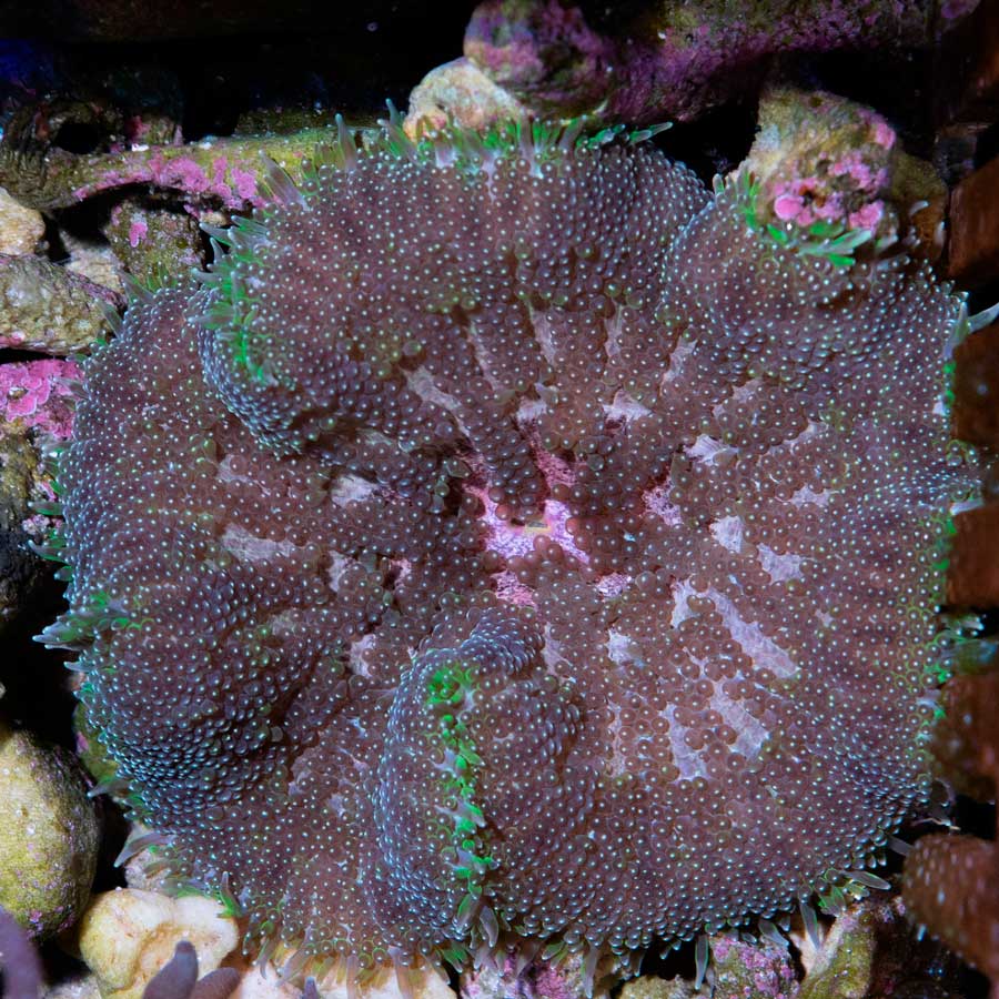 Stychodactila Tapetum Min Max 6 cm