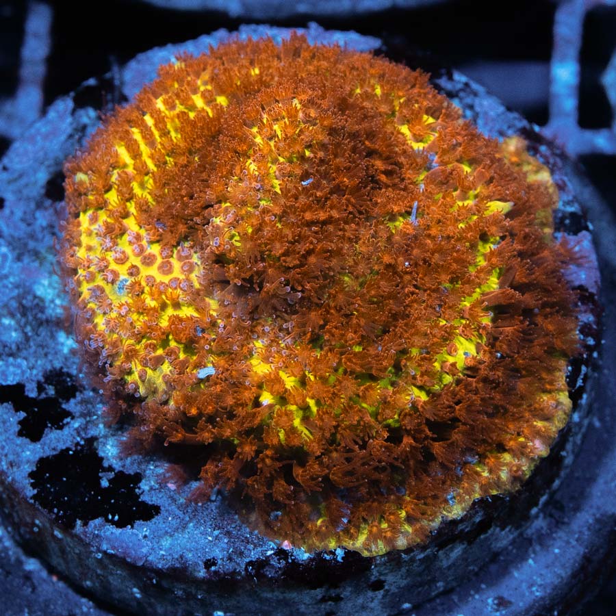 SBM Stylocoeniella Burning Banana
