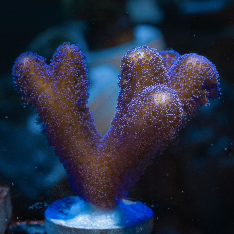 SBM Stylophora Milka