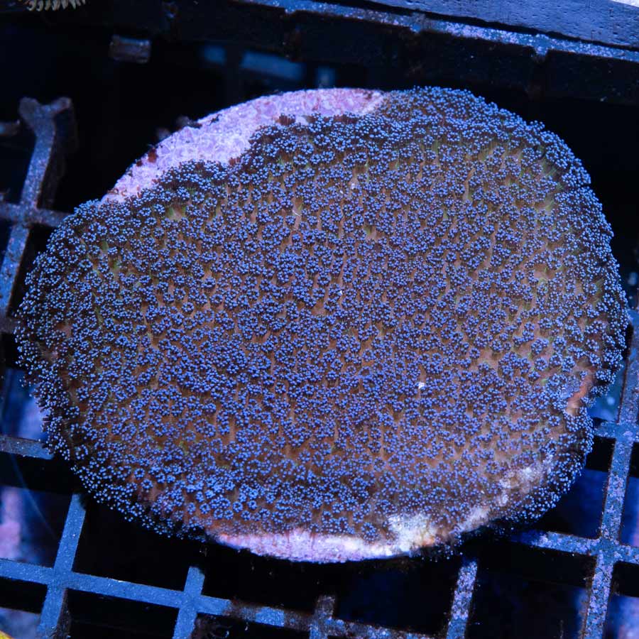 SBM Stylophora Milka (placa de 5 cm)
