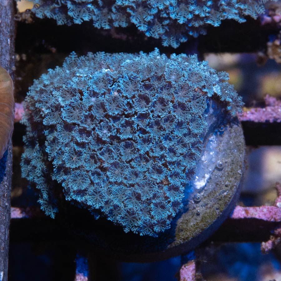 SBM Sympodium Electric Blue