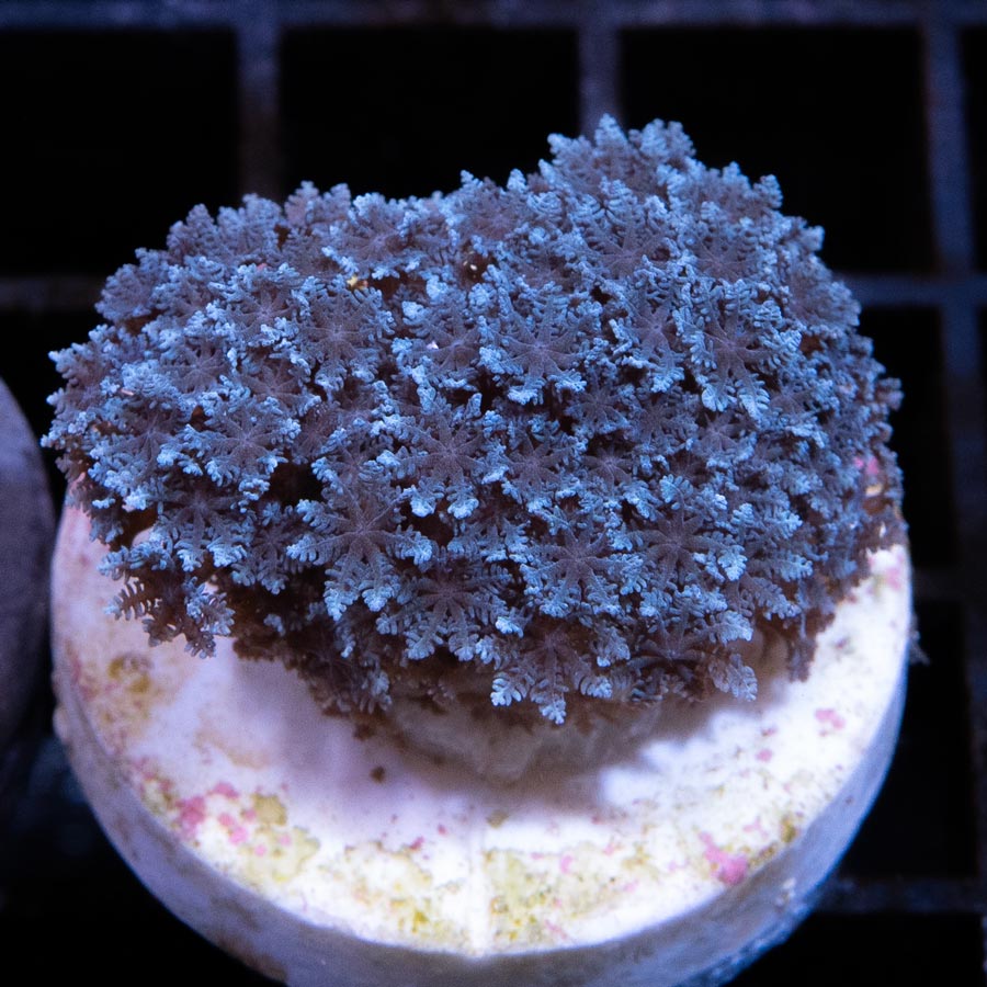 SBM Sympodium Electric Blue