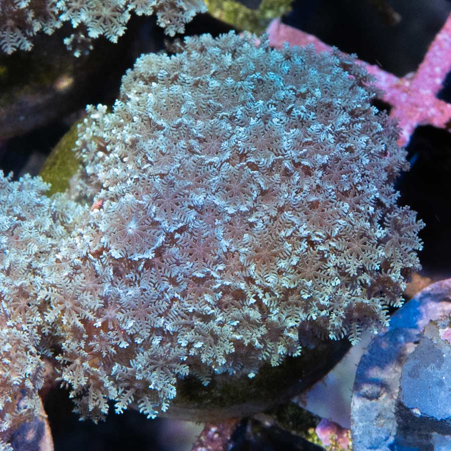 SBM Sympodium Electric Blue