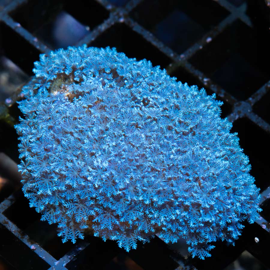 SBM Sympodium Electric Blue