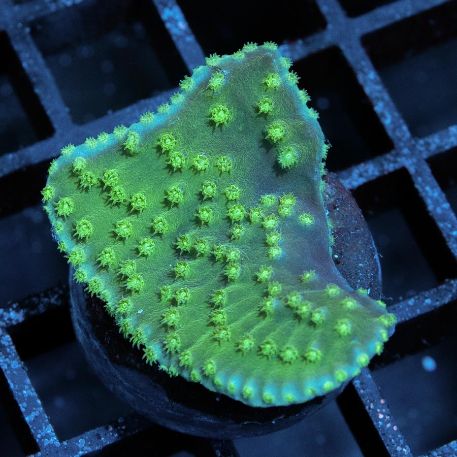 SBM Turbinaria Reniformis Yellow