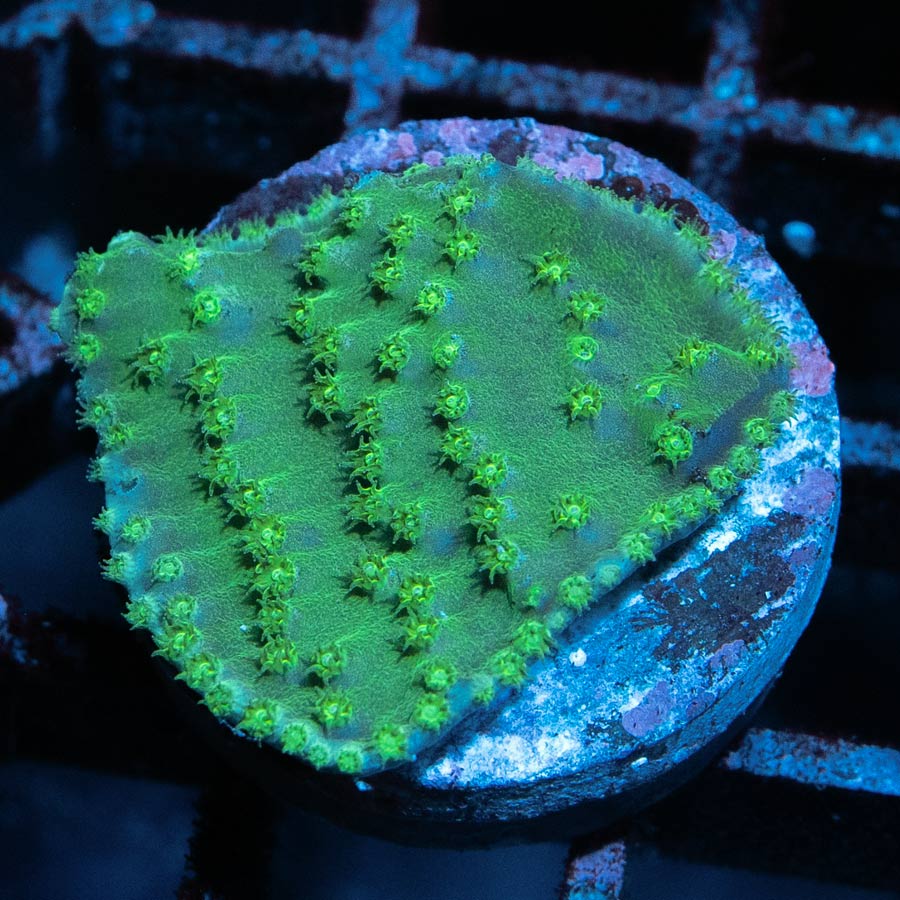SBM Turbinaria Reniformis Yellow