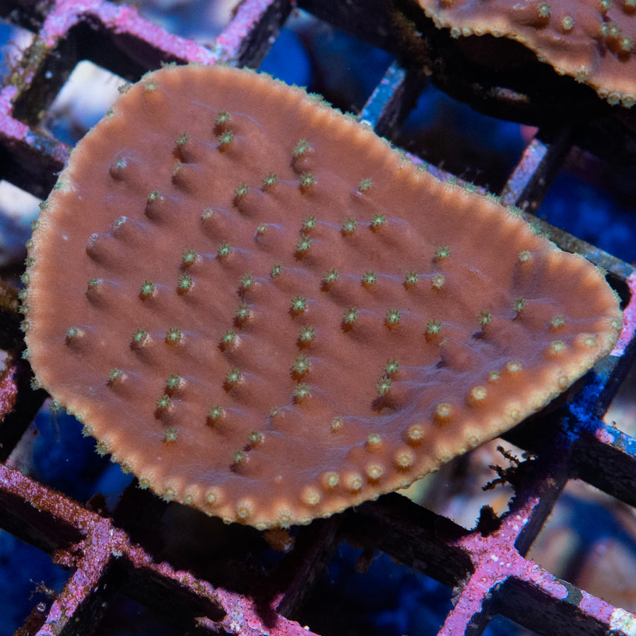 SBM Turbinaria Reniformis Yellow