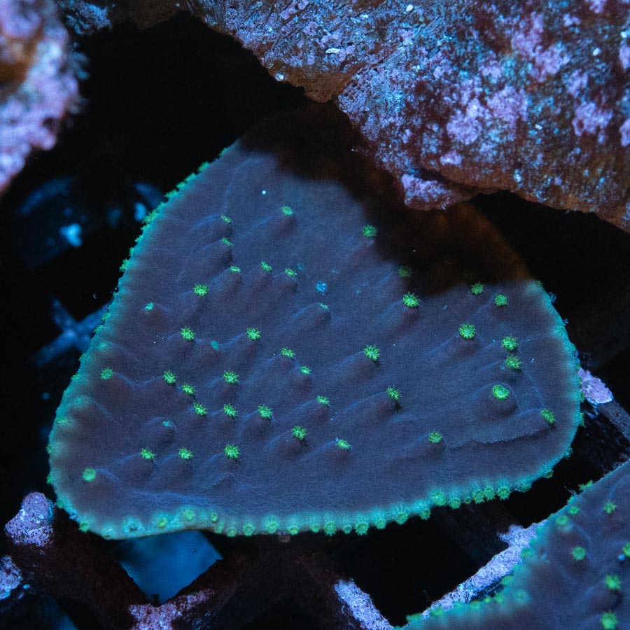 SBM Turbinaria Reniformis 4 cm