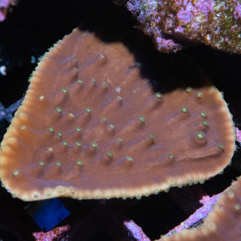 SBM Turbinaria Reniformis 4 cm