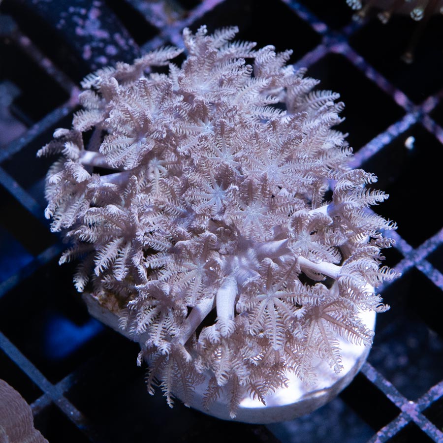 SBM Xenia Pulsante