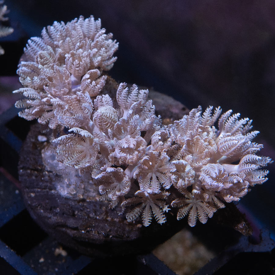 SBM Xenia Pulsante