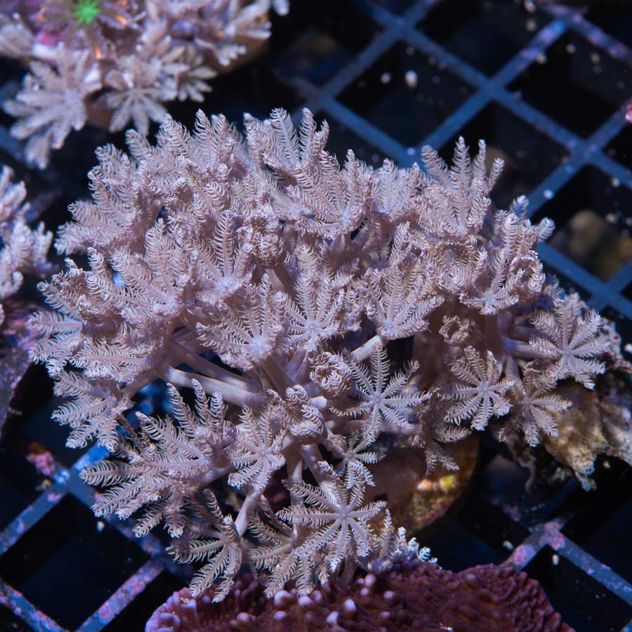 SBM Xenia Pulsante