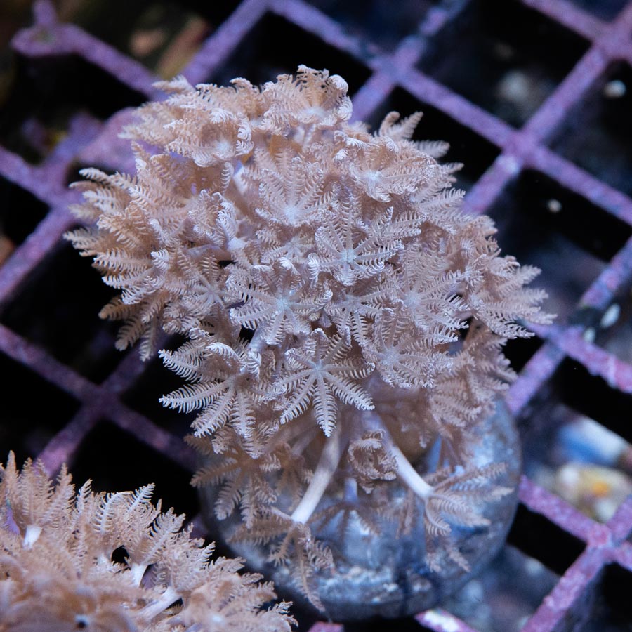 SBM Xenia Pulsante