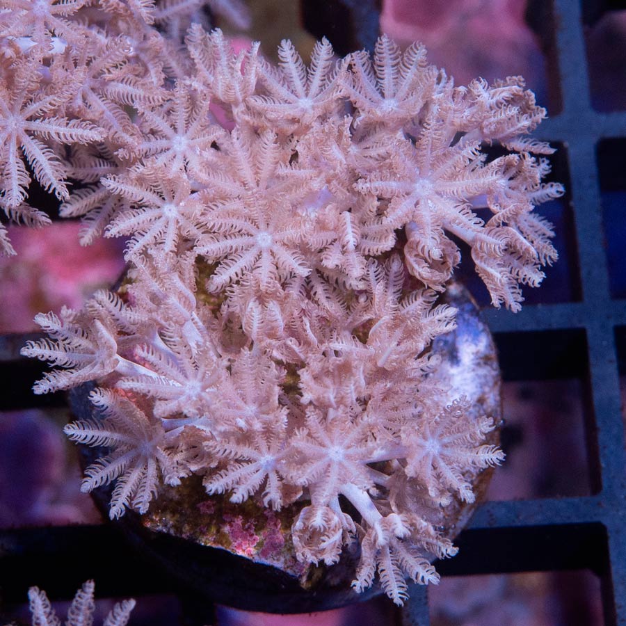 SBM Xenia Pulsante