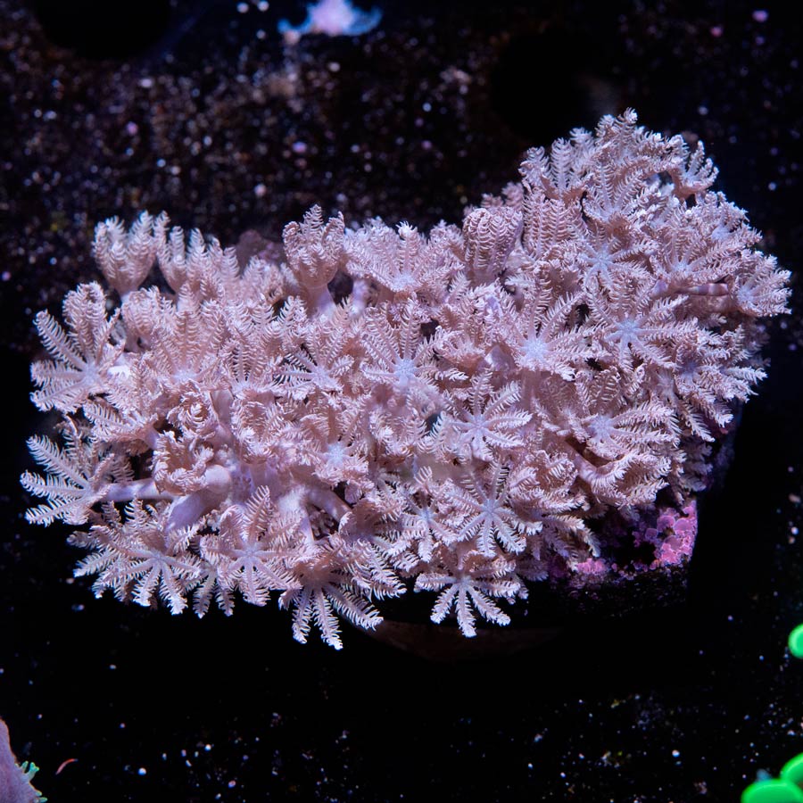 SBM Xenia Pulsante