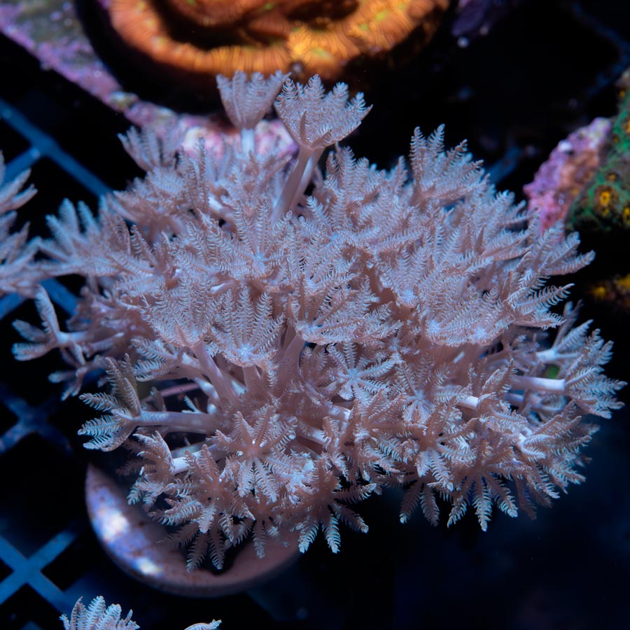 SBM Xenia Pulsante