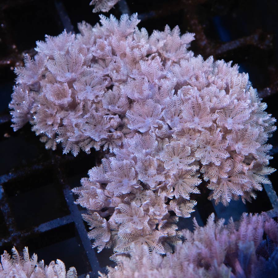 SBM Xenia Pulsante