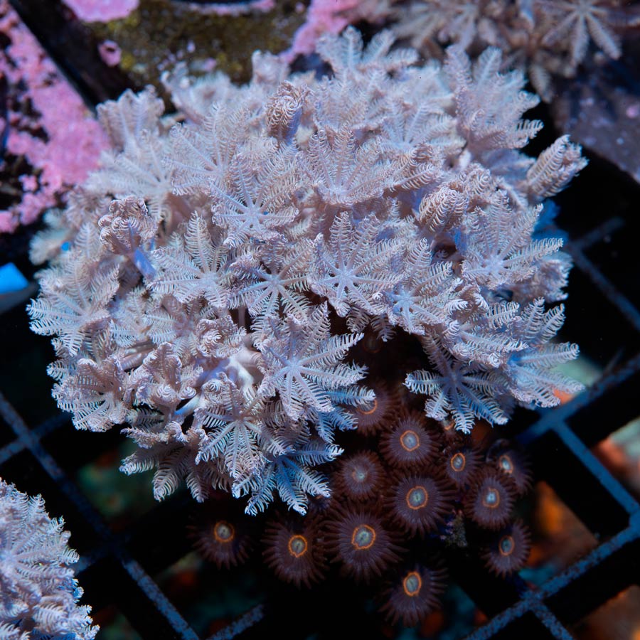 SBM Xenia Pulsante + Zoanthus UFO