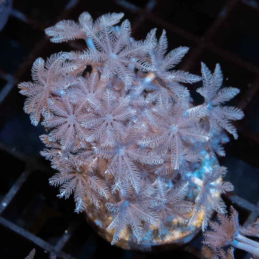 SBM Xenia Pulsante