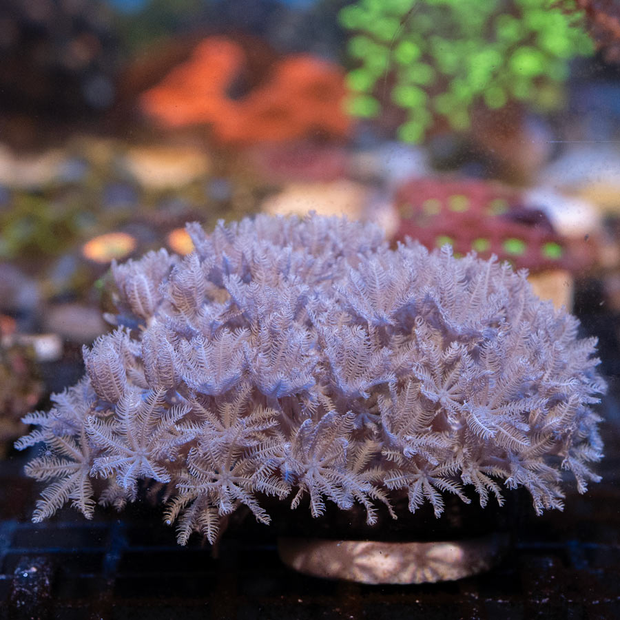 SBM Xenia Pulsante
